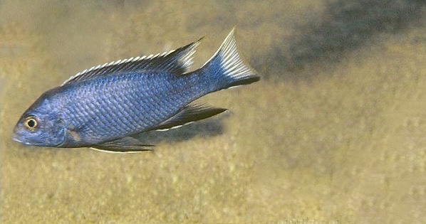 Pseudotropheus elegans 'Ngara'